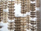 many moths on display in a glass case