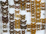 many different types of butterflies displayed in a display case