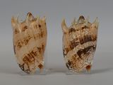 two shells that are sitting next to each other on a table