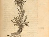 an old book with a drawing of a flower on it