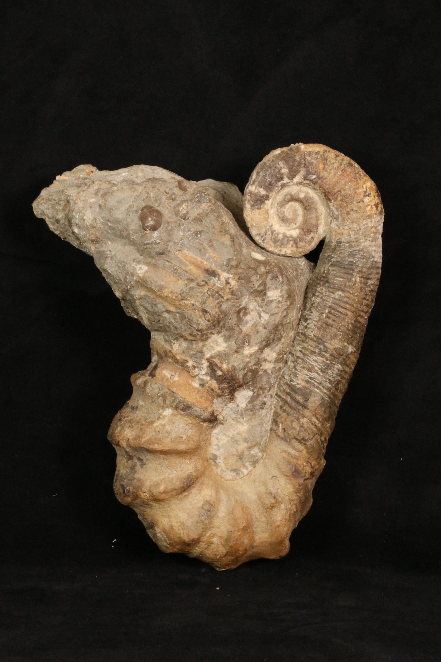 Objets d'art & Curiosités