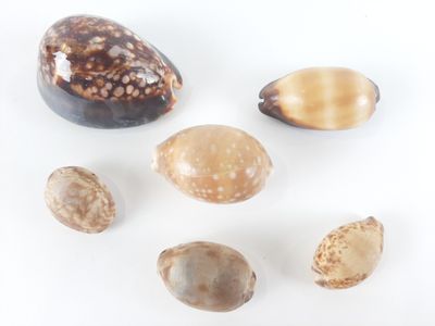 a lot of shells that are on a white surface