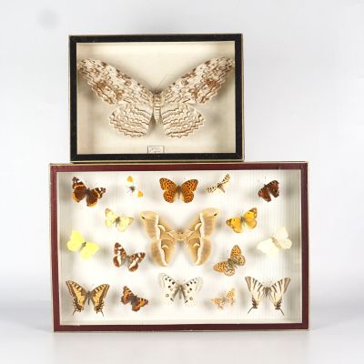 une composition de papillons dans une boîte posée sur une surface blanche