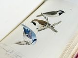 deux oiseaux perchés sur une branche dans un livre ouvert