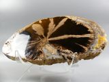 a picture of a piece of agate on a stand