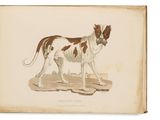 un vieux livre sur lequel est posé un chien brun et blanc