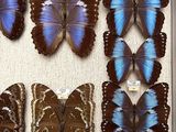 many butterflies in a white box on the floor