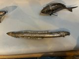 three fish that are laying on a table together