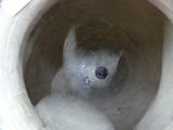 a white cat sitting inside of a toilet bowl