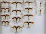 de nombreux types de papillons différents présentés dans une vitrine