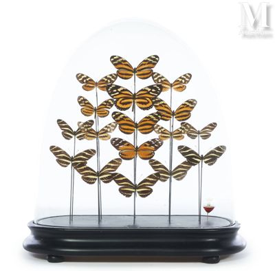 a glass dome with a bunch of butterflies inside of it