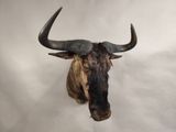 an image of a bull head mounted on a wall
