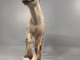 a stuffed hyena that is standing on a white surface