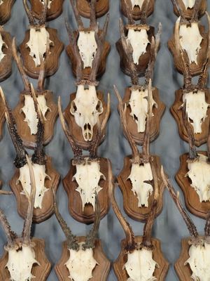 de nombreux crânes de cerfs exposés sur une table