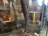 a glass display case with a snake on top of it