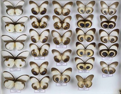 de nombreux types de papillons différents présentés dans une vitrine