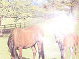 two horses that are grazing in the field together