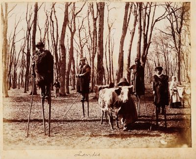 un groupe de personnes debout dans les bois avec une vache