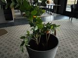 a potted plant in the middle of a room