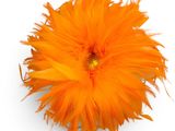 an orange feather flower on a white background