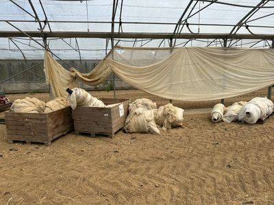 de nombreux moutons couchés dans la poussière