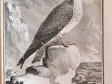 a picture of a bird that is sitting on a rock
