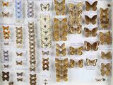 many different types of butterflies displayed in a display case