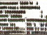 a lot of beetles that are on the wall