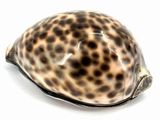un coquillage en forme de tortue sur un fond blanc