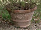 a plant that is growing out of a clay pot