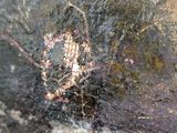 a close up of a rock with a painting on it