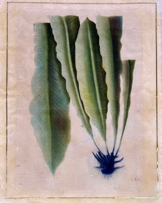 ANONYME XX° Étude de plante Aquarelle sur papier monogrammée…