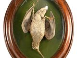 la photo d'une photo représentant un oiseau mort, dans un cadre