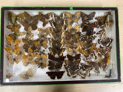 a lot of butterflies that are in a glass case