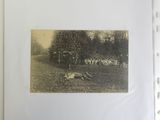 an old photo of a herd of sheep in a field