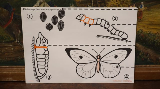 Croquis de science Edition ROSSSIGNOL : croquis sur les animaux r...
