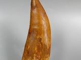 an image of a large fossil shark tooth on a clear base