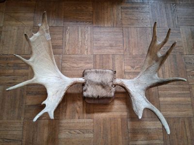 a deer ' s antlers on the floor of a living room