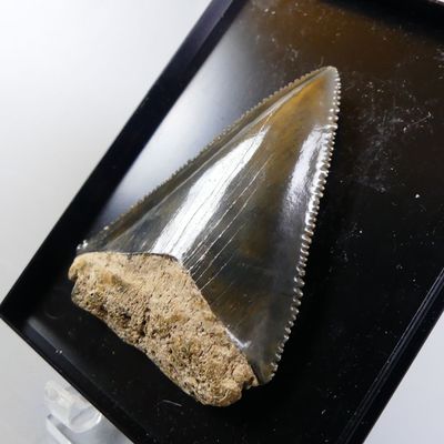 Fossiles de collection. Dent fossile de Carcharodon carchari… - Photo 1