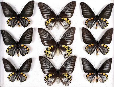 six black and yellow butterflies in a white frame on a white surface