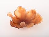 un gros plan d'une fleur orange sur une surface blanche