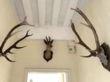 deux têtes de cerfs accrochées au mur d'un couloir