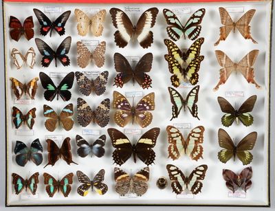 de nombreux types de papillons différents présentés dans une vitrine