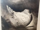 a black and white picture of a bird on a table