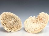 deux morceaux de corail posés sur une table, sur fond gris