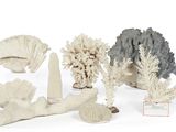 several different types of corals are displayed on a white surface