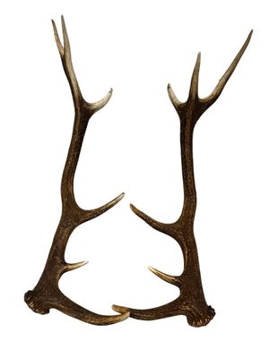 On voit deux cornes d'antilope sur un fond blanc