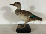 a bird that is standing on a black base