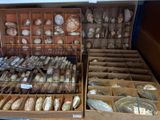 many different types of breads in a display case