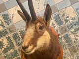 a goat head mounted on a wall on a tiled floor